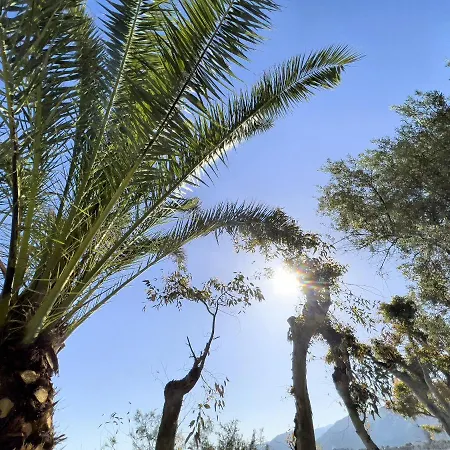 Testa Di Monaco - Basic *