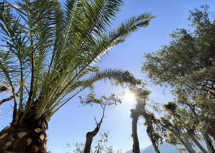 Testa Di Monaco - Basic *