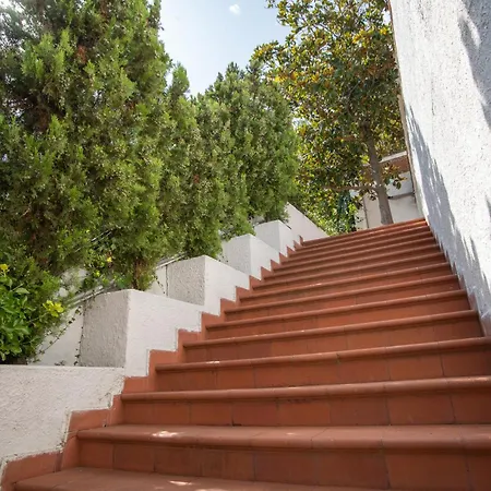 Testa Di Monaco - Basic *